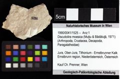 Foto (Objket + Etiketten) von ? Magila sp. 